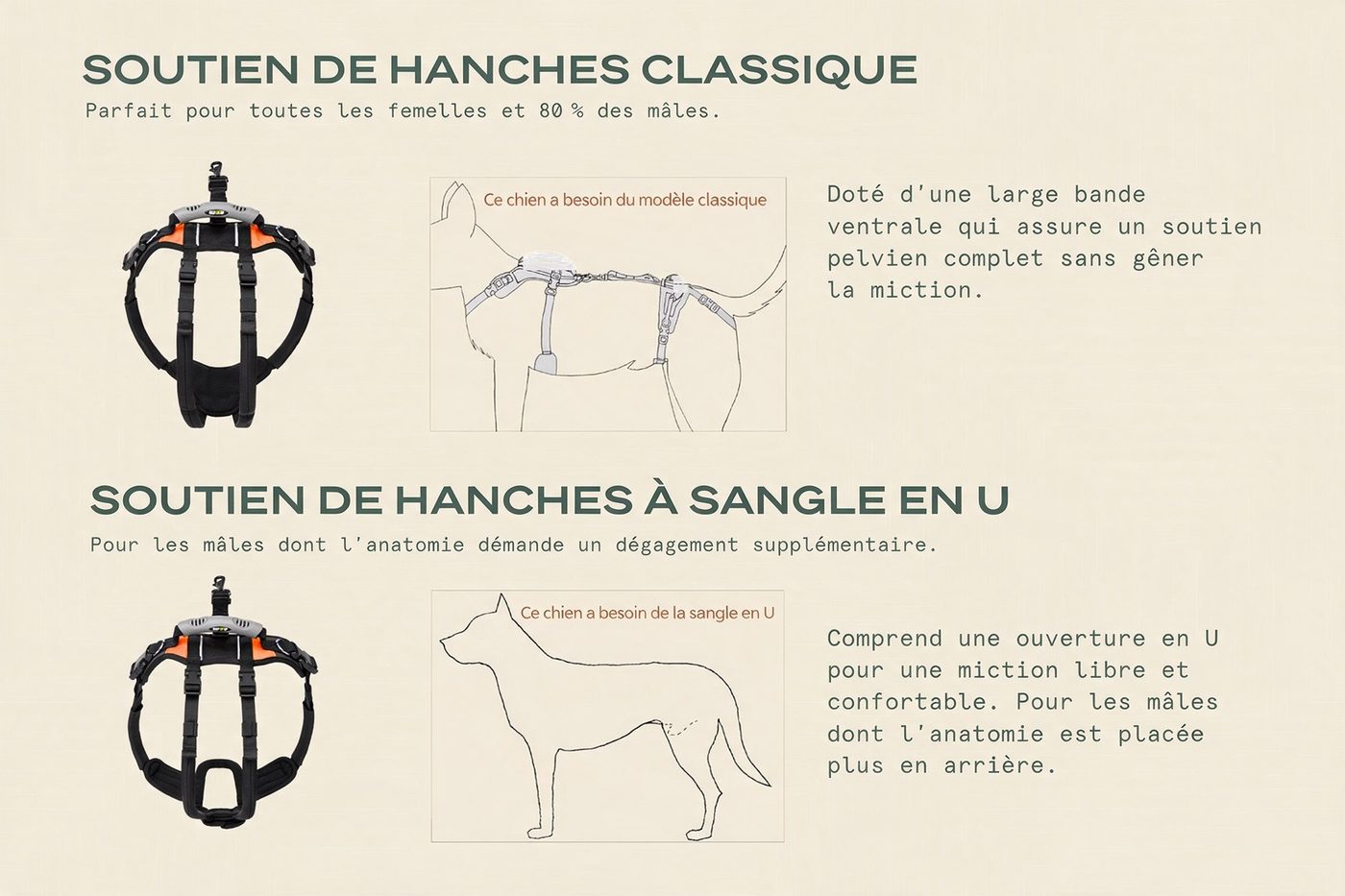 Taille Moyen