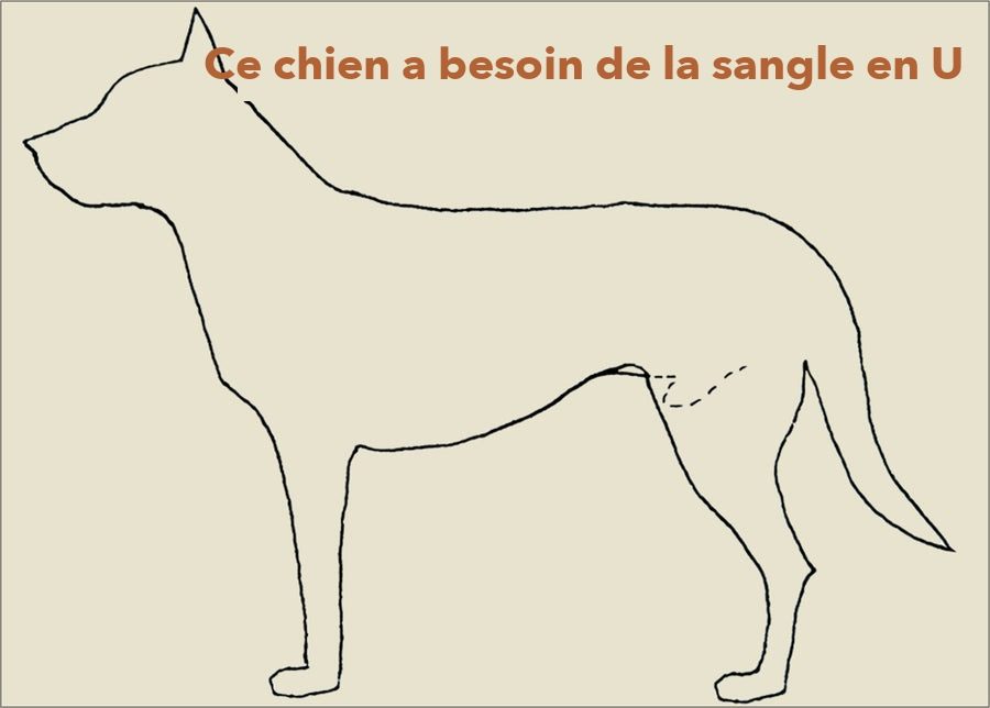 Vue de profil : le pénis se situe entre les pattes arrière