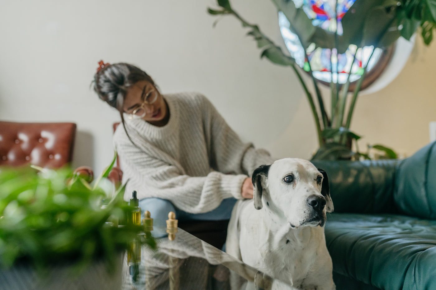 Un chien âgé aidé par sa maîtresse pour se relever