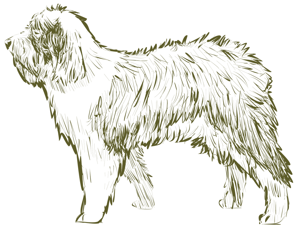 Croquis d'un chien à poil dur